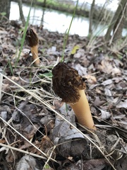 Morchella semilibera