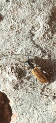 Stenhomalus bicolor