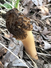 Morchella semilibera