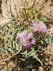 Galactites tomentosus