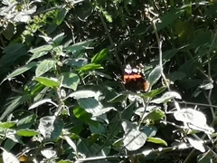 Vanessa atalanta