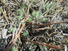 Eurygaster laeviuscula