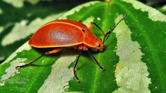 Ellipticus testaceus