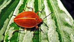 Ellipticus testaceus