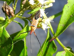 Zelus grassans