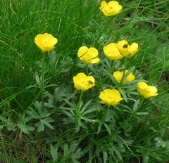 Ranunculus carinthiacus