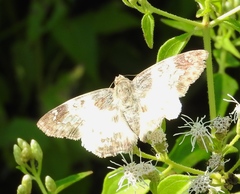 Polyctor cleta