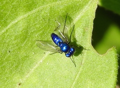 Condylostylus mundus
