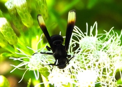 Myrmecopsis strigosa