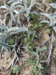 Rochelia retorta