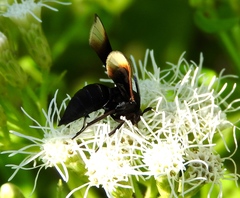 Myrmecopsis strigosa