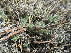 Eurygaster laeviuscula