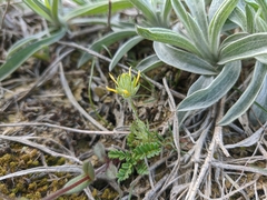 Ceratocephala falcata