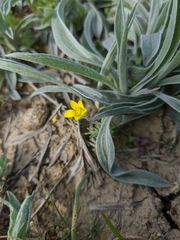 Ceratocephala falcata