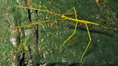 Cladoxerus cryphaleus