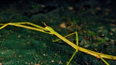 Cladoxerus cryphaleus