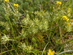 Ceratocephala falcata