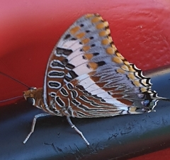 Charaxes saturnus
