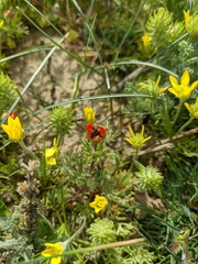 Ceratocephala falcata