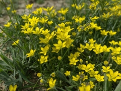 Ceratocephala falcata