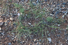 Stipa krylovii