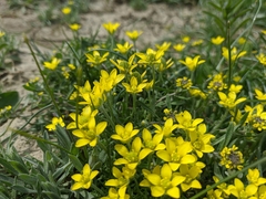 Ceratocephala falcata