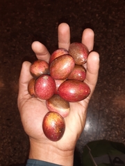 Beilschmiedia miersii