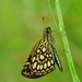 Large Chequered Skipper - Photo (c) winu, some rights reserved (CC BY-NC), uploaded by winu