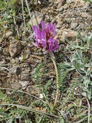Astragalus suprapilosus