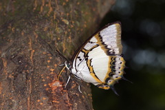 Polyura eudamippus formosana