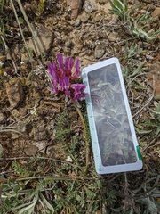 Astragalus suprapilosus