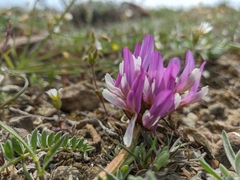 Astragalus suprapilosus