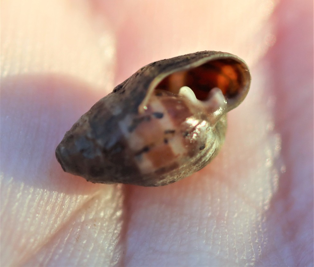 Ophicardelus