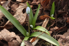 Scilla monanthos