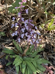 Stenoglottis longifolia
