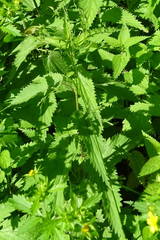 Urtica sondenii