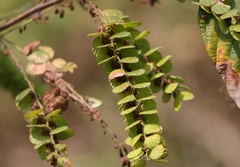 Phyllodium pulchellum