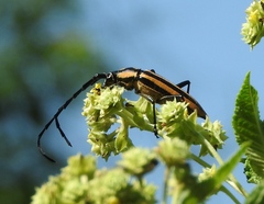 Sphaenothecus trilineatus