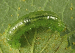 Euura glutinosae