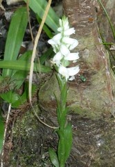 Spiranthes odorata