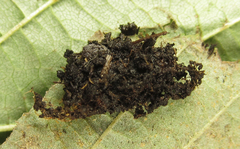 Euura glutinosae