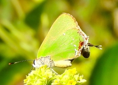 Cyanophrys miserabilis