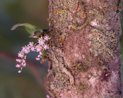 Diplocentrum congestum