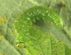 Euura glutinosae