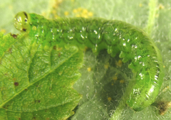 Euura glutinosae