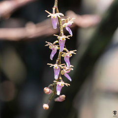 Diplocentrum congestum