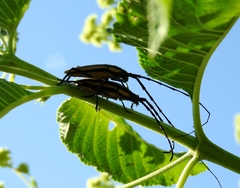 Sphaenothecus trilineatus