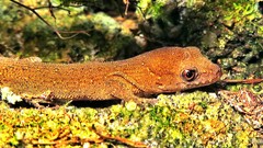 Gymnodactylus darwinii