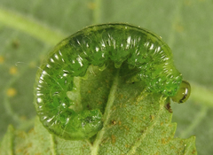 Euura glutinosae