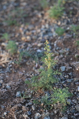 Artemisia adamsii